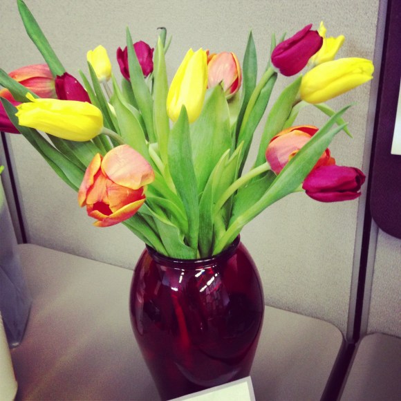 Even looking at these beauties makes my heart happy!